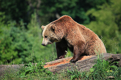 Nationalpark Bayerischer Wald